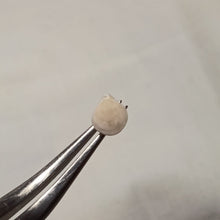 Load image into Gallery viewer, Psilothyris chloris ?
