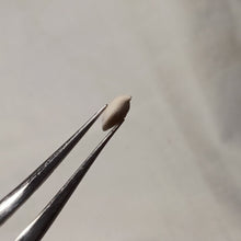 Load image into Gallery viewer, Psilothyris chloris ?
