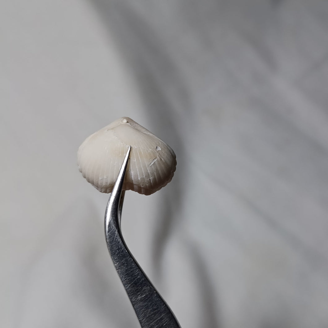 Woodwardirhynchia woodwardi