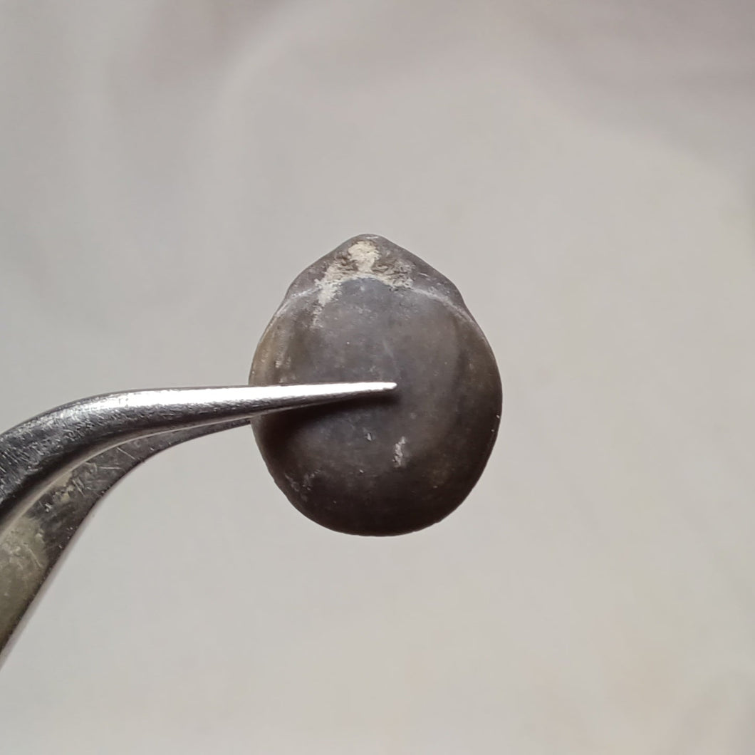 Psilothyris melendezi ?