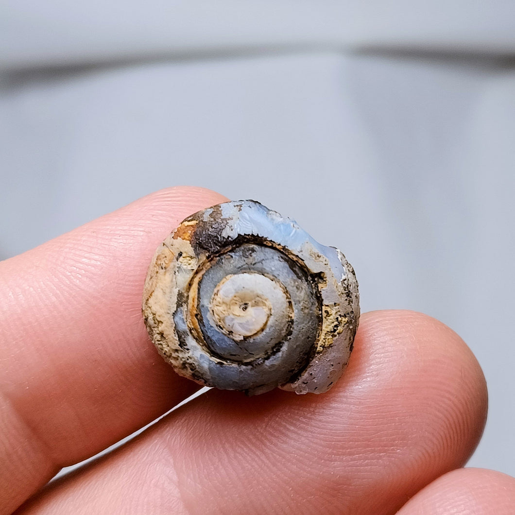 Helix ramondi en lussatite