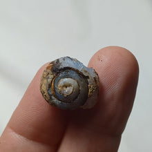 Charger l&#39;image dans la galerie, Helix ramondi en lussatite
