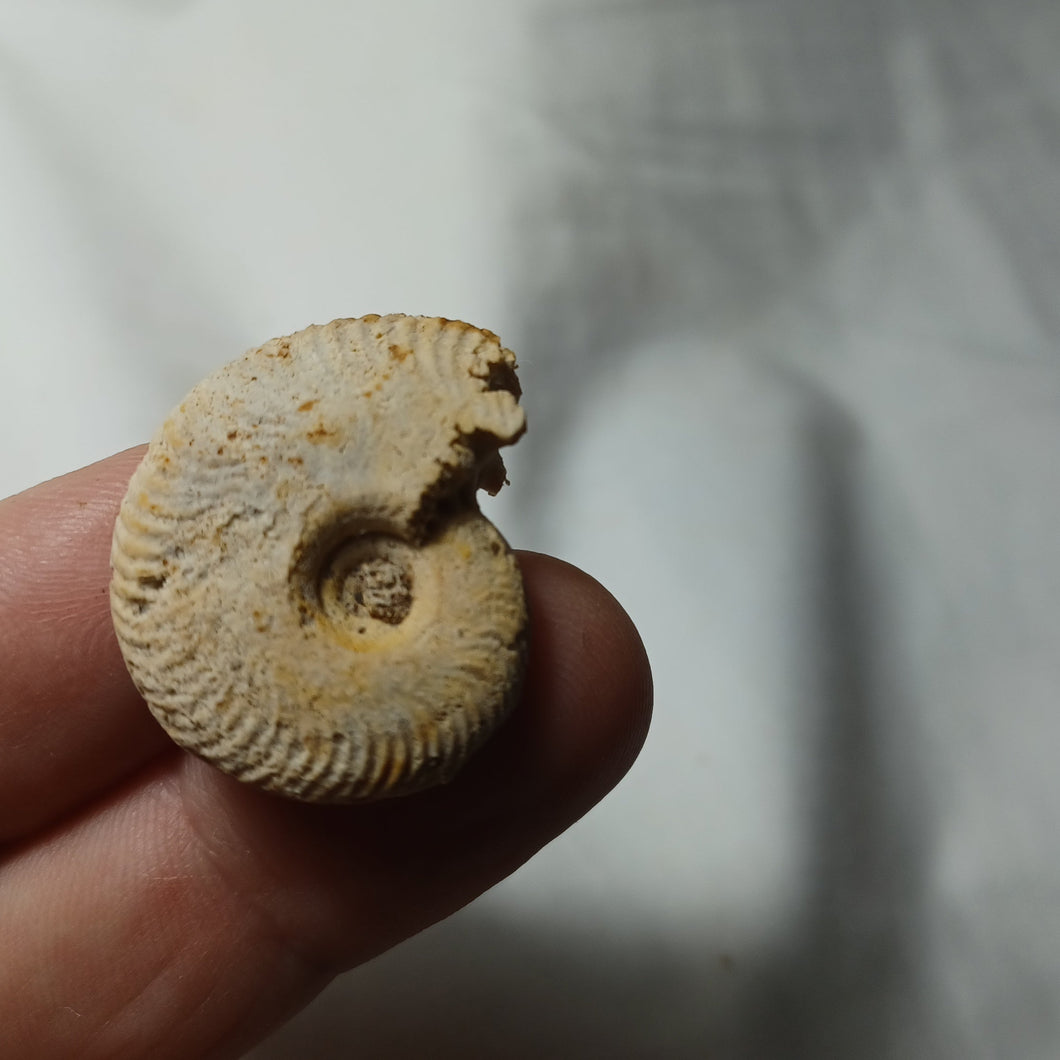 Oecotraustes genicularis