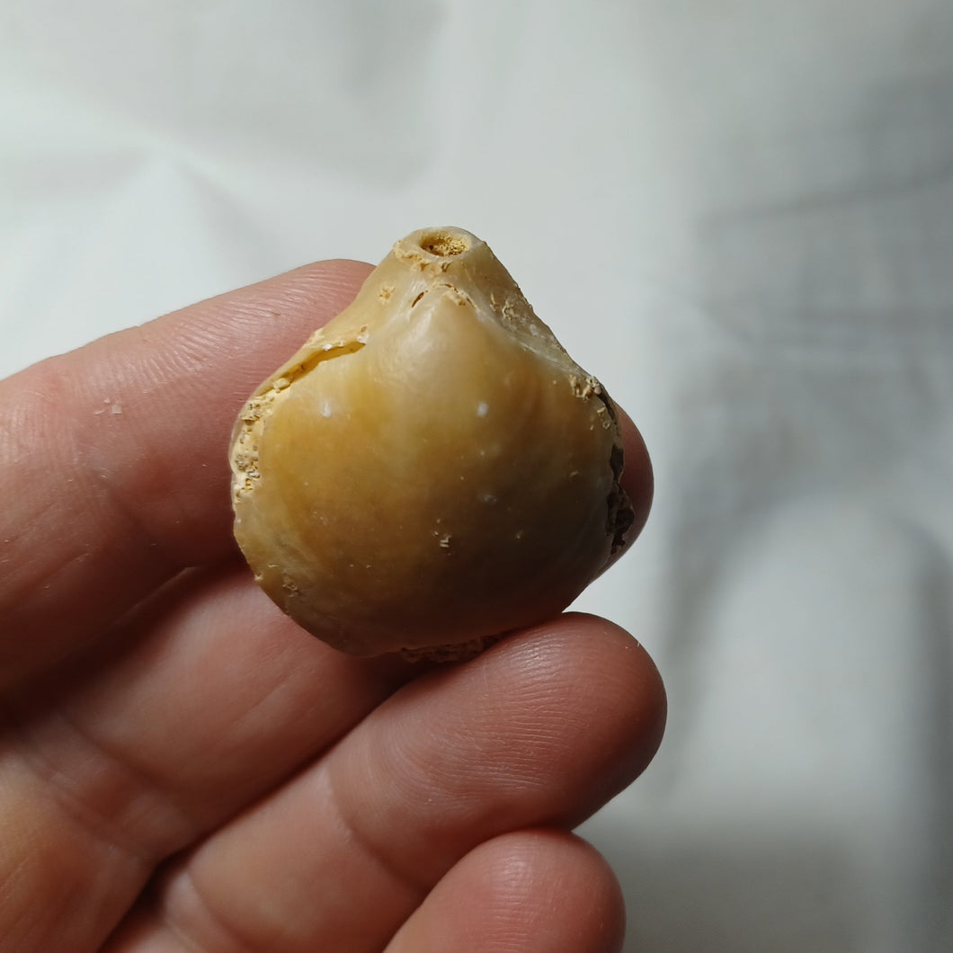 Terebratula perforata