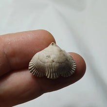 Load image into Gallery viewer, Cyclothyris vespertilio

