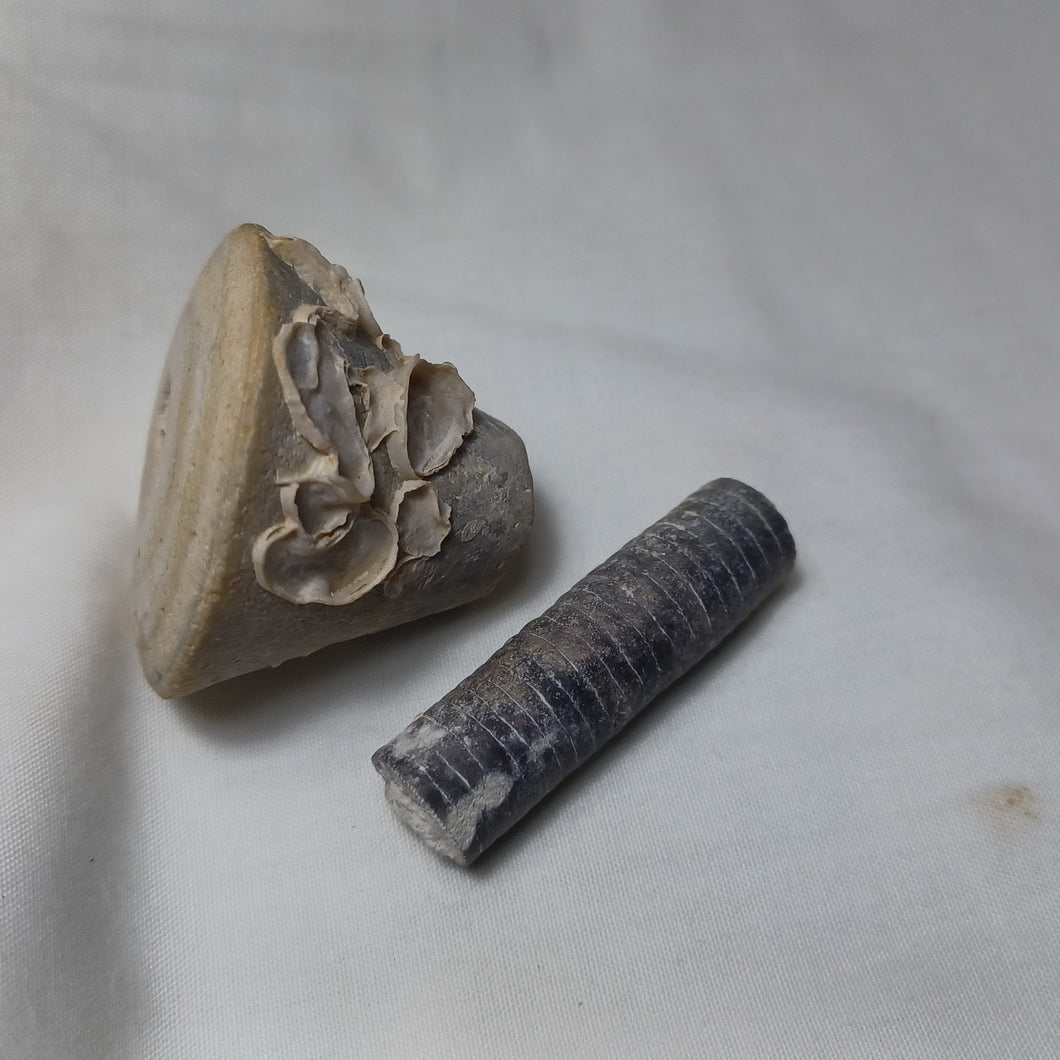 Apiocrinites roissyanus
