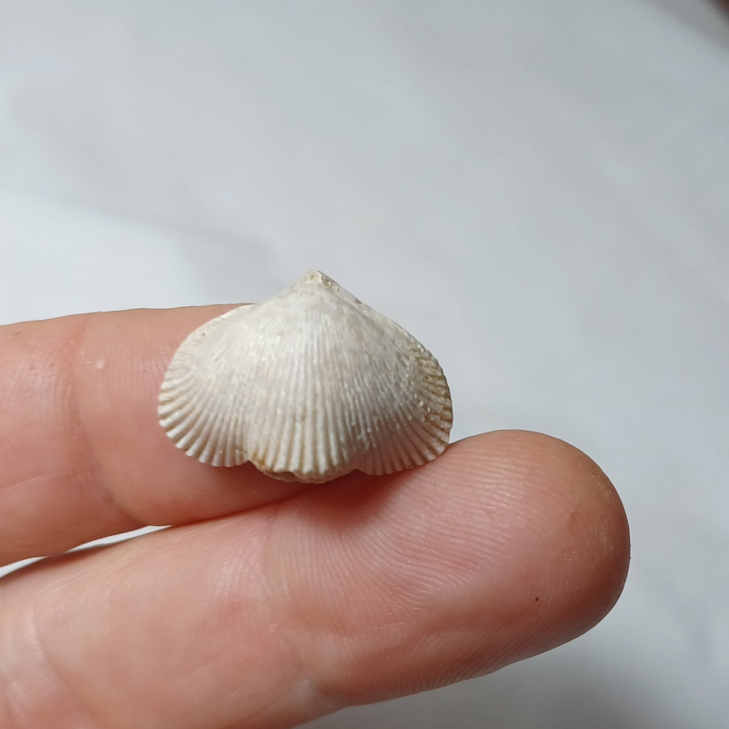 Cyclothyris vespertilio