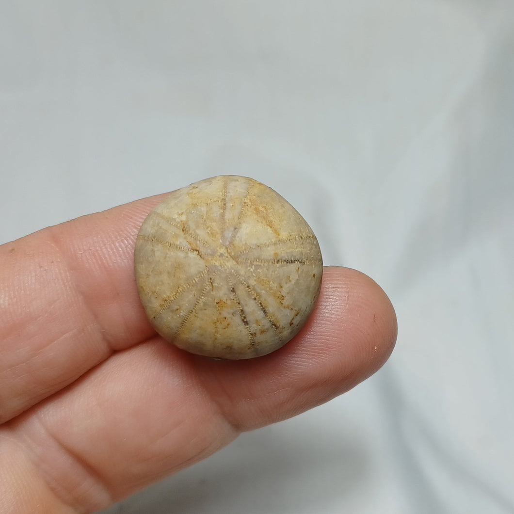Philolectypus sarthacensis
