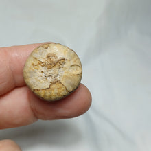 Load image into Gallery viewer, Philolectypus sarthacensis
