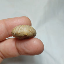 Load image into Gallery viewer, Philolectypus sarthacensis
