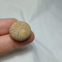 Load image into Gallery viewer, Philolectypus sarthacensis
