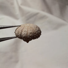 Load image into Gallery viewer, Pseudodiadema conforme
