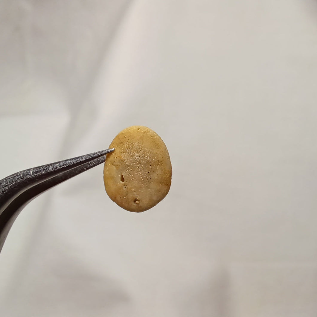 Porpitella hayesiana