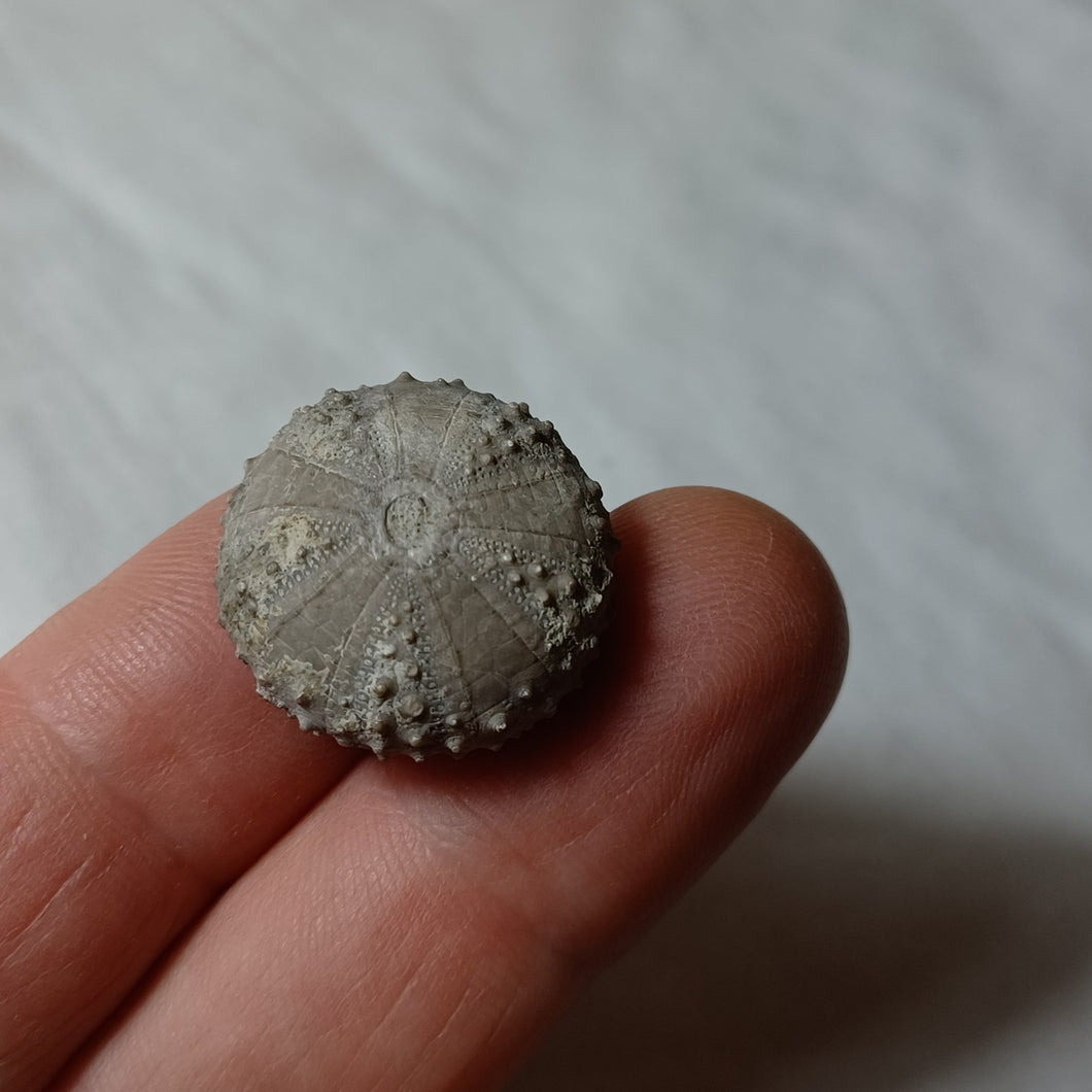 Coelopleurus isabellae