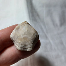 Load image into Gallery viewer, Ptyctothyris niortensis
