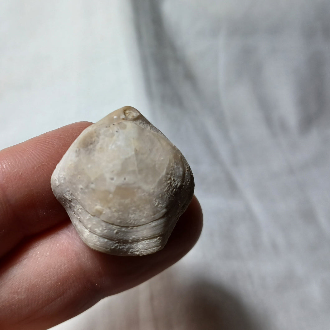 Ptyctothyris niortensis