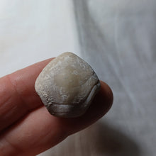 Load image into Gallery viewer, Ptyctothyris niortensis
