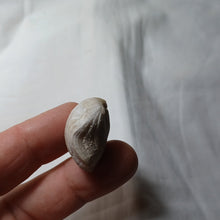 Load image into Gallery viewer, Ptyctothyris niortensis
