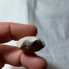 Load image into Gallery viewer, Ptyctothyris niortensis

