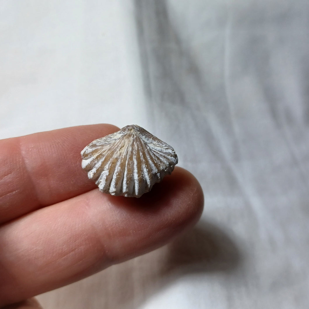 Goniorhynchia pictaviensis