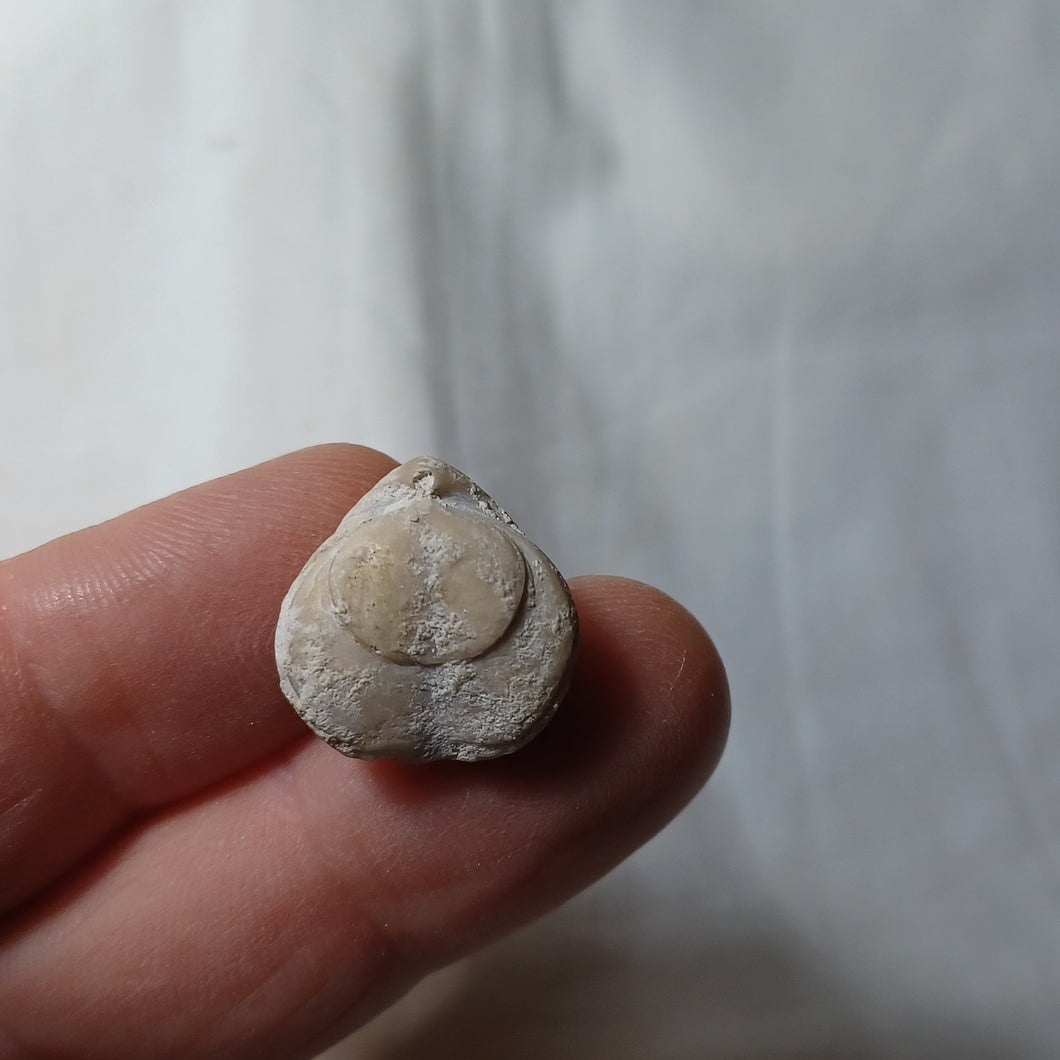 Aulacothyris mandelslohi