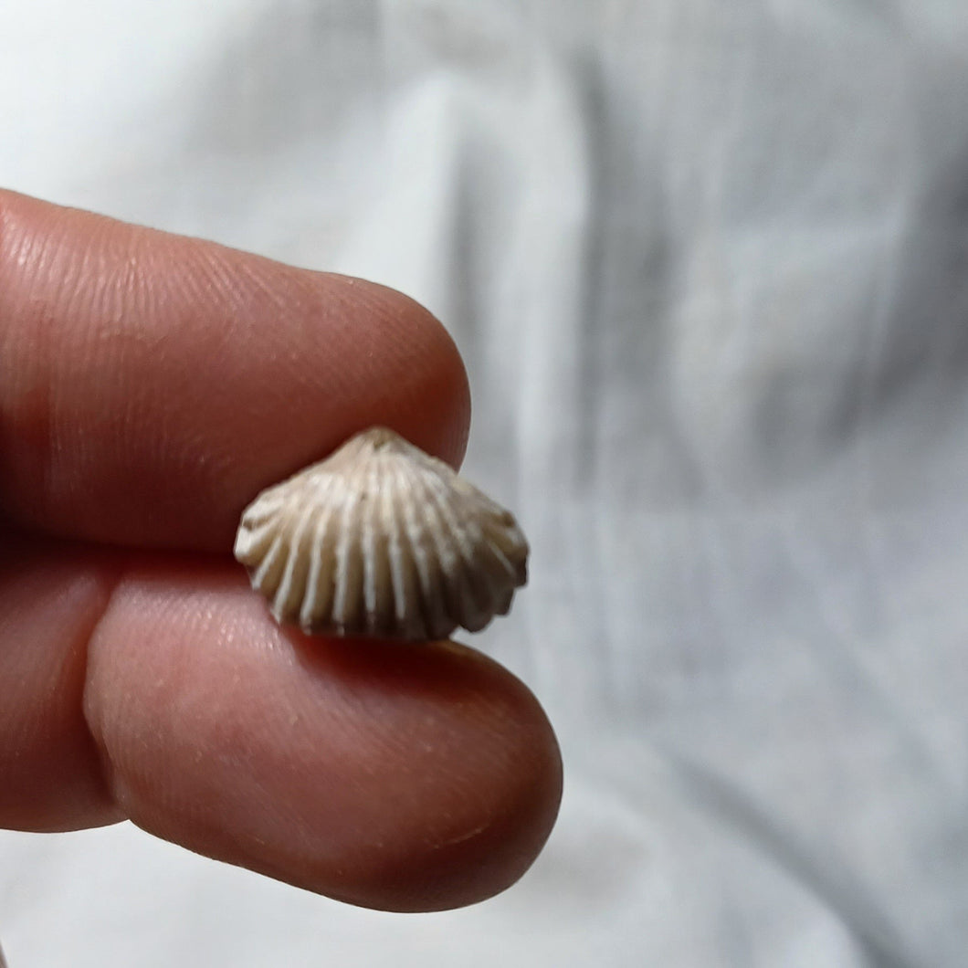 Goniorhynchia pictaviensis
