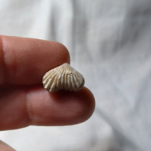 Load image into Gallery viewer, Goniorhynchia pictaviensis
