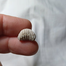 Load image into Gallery viewer, Goniorhynchia pictaviensis
