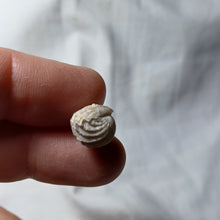 Load image into Gallery viewer, Goniorhynchia pictaviensis
