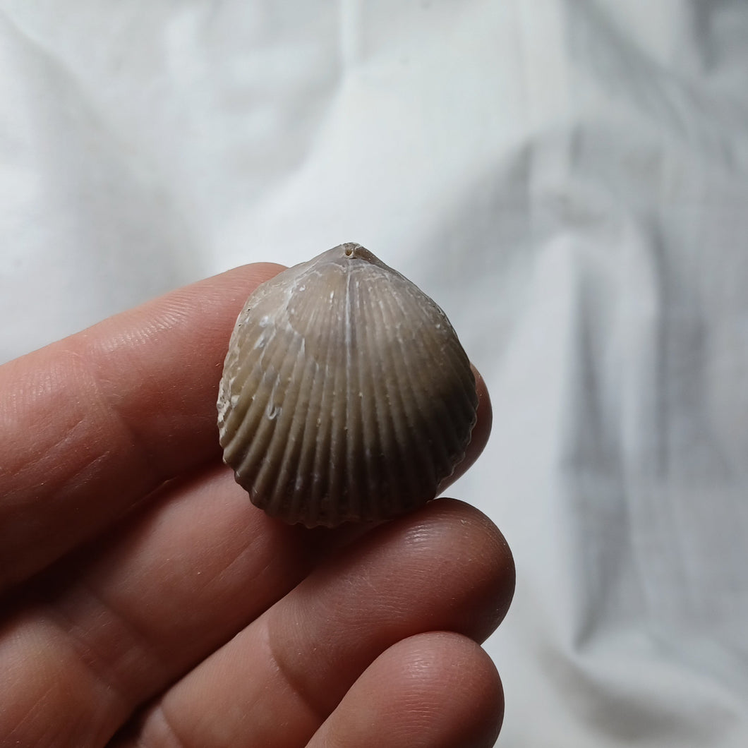 Sphenorhynchia plicatella