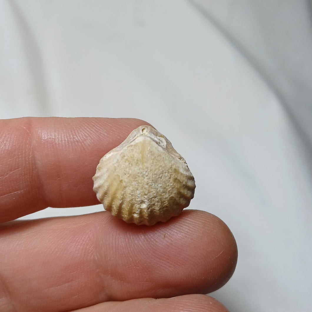 Torquirhynchia cf. guebhardi