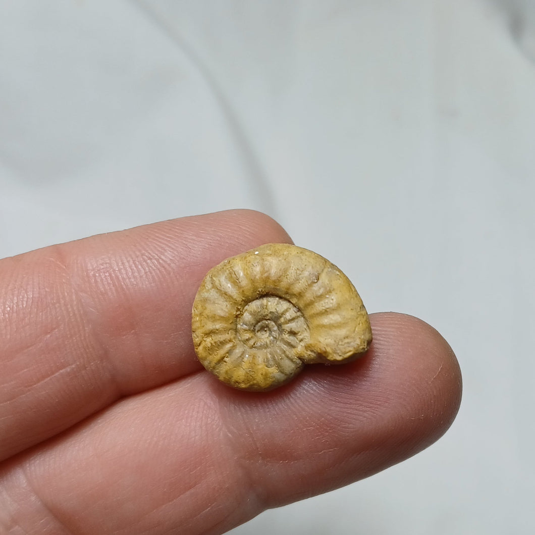 Mirosphinctes mirus