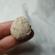 Load image into Gallery viewer, Eupatagus duvali
