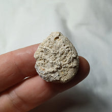 Load image into Gallery viewer, Eupatagus duvali
