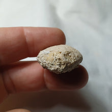 Load image into Gallery viewer, Eupatagus duvali
