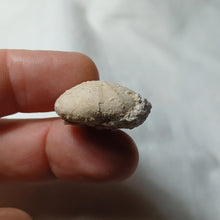 Load image into Gallery viewer, Eupatagus duvali
