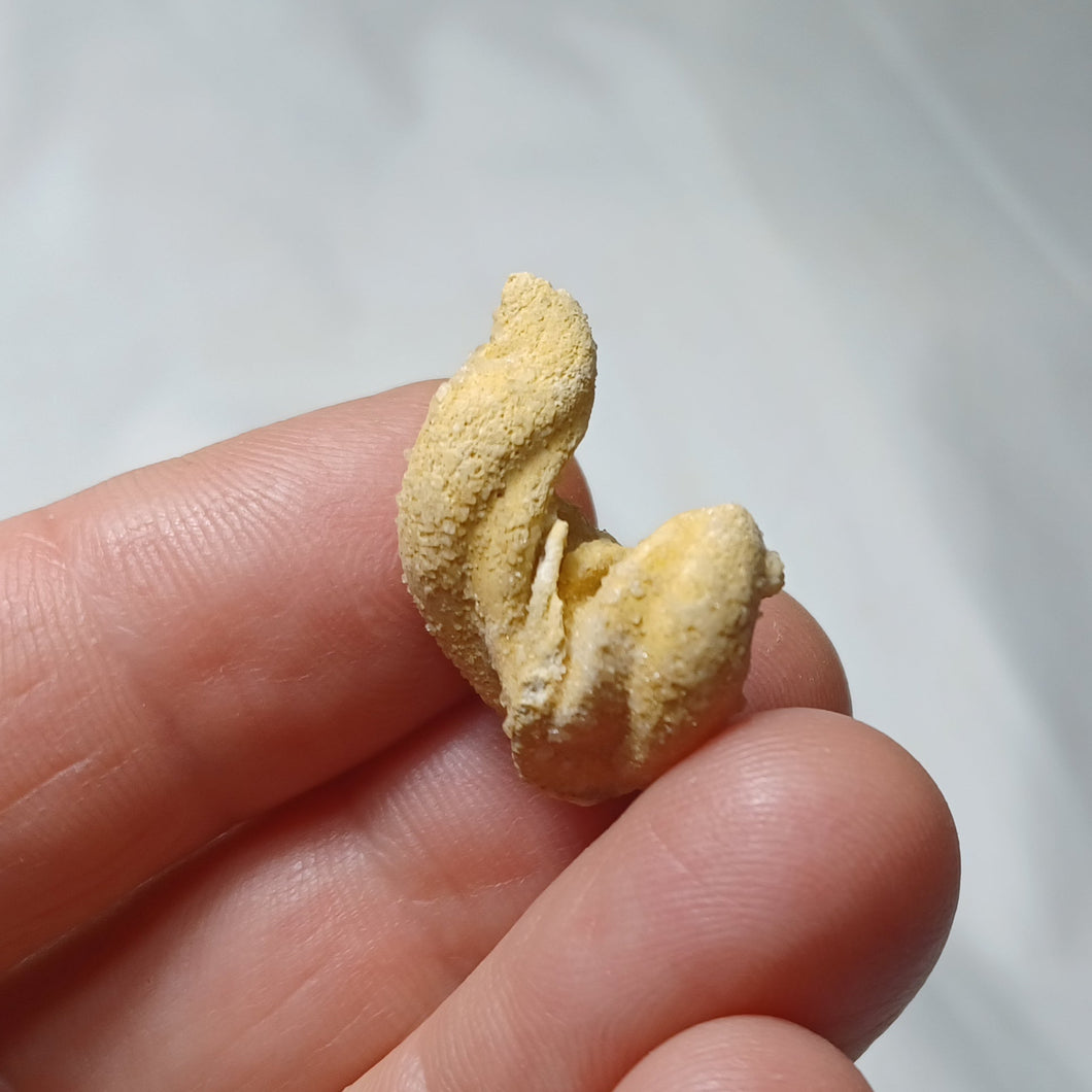 Diceras minor