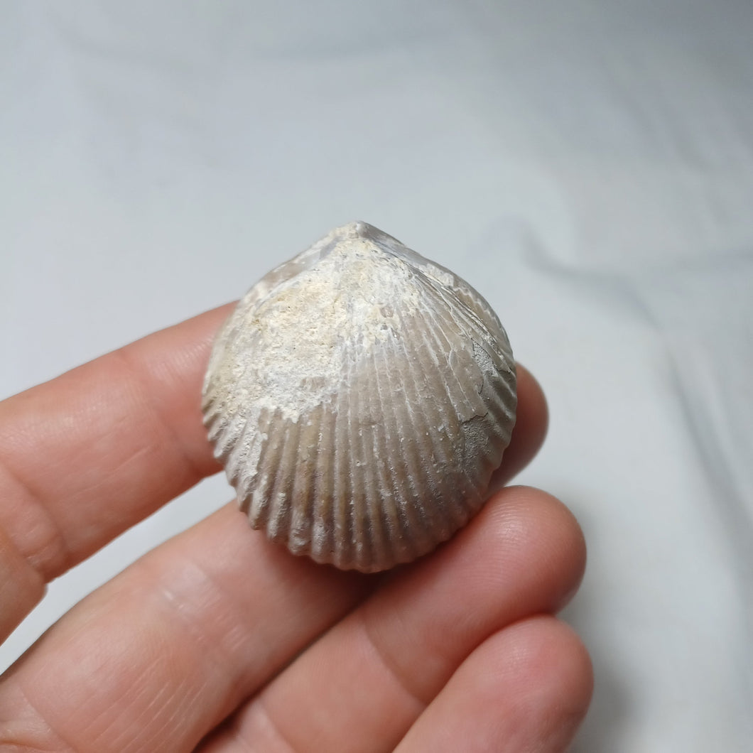 Sphenorhynchia plicatella ?