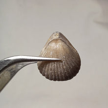 Load image into Gallery viewer, Sphenorhynchia masticonensis ?
