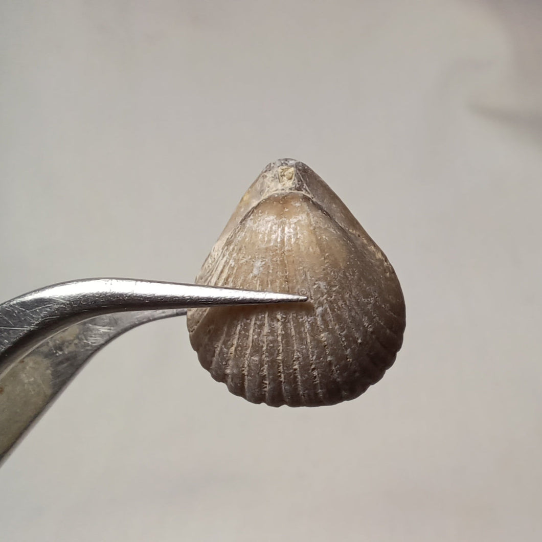 Sphenorhynchia masticonensis ?