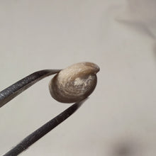Load image into Gallery viewer, Sphenorhynchia masticonensis ?

