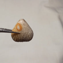Load image into Gallery viewer, Sphenorhynchia masticonensis ?
