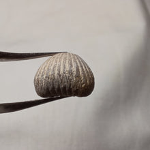 Load image into Gallery viewer, Sphenorhynchia masticonensis ?
