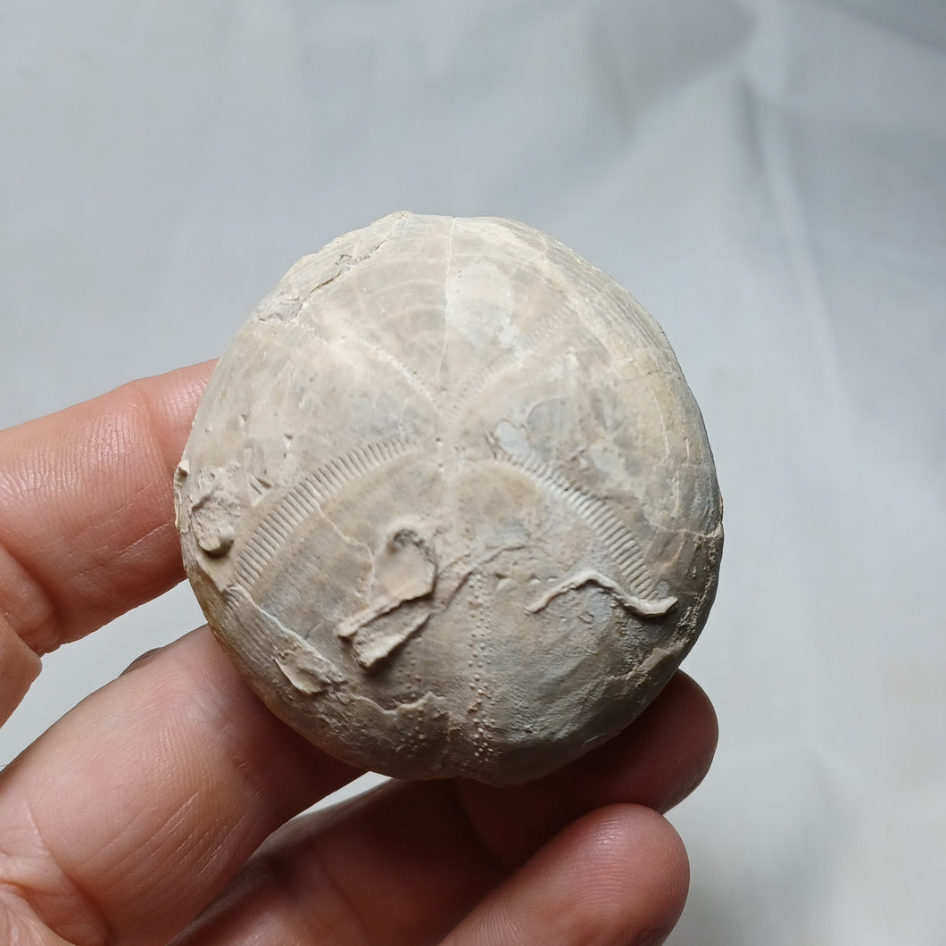 Hemipneustes pyreneicus