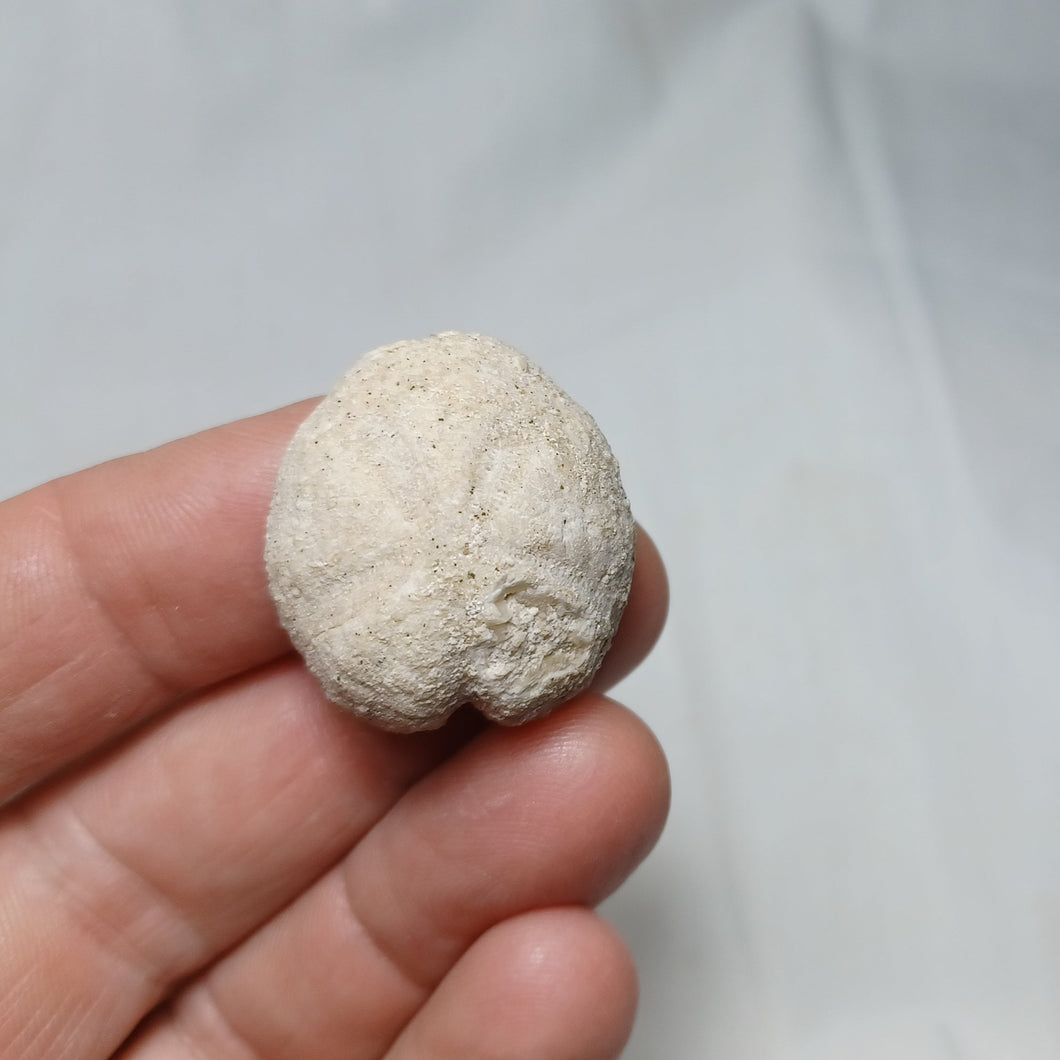 Maretia cossoni