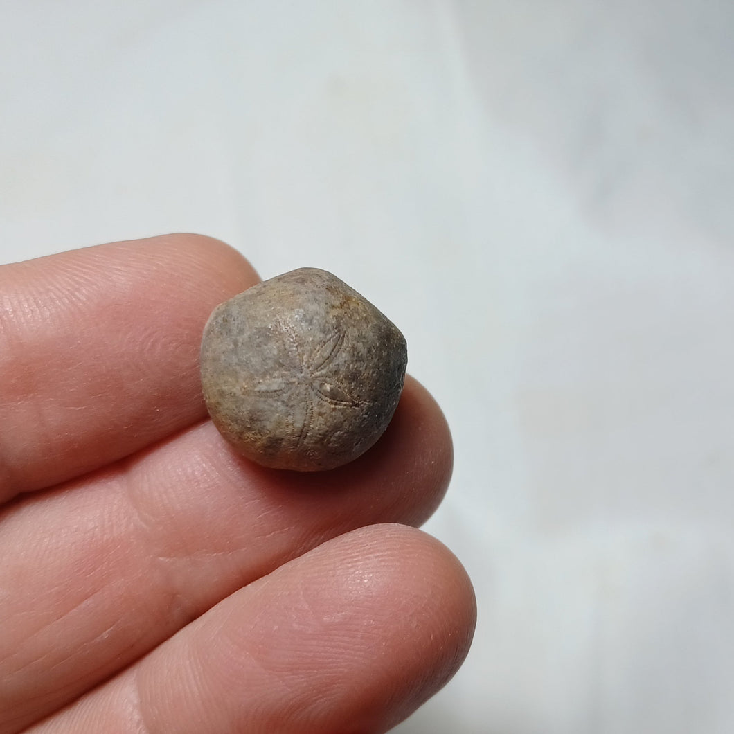 Faujasia excentripora