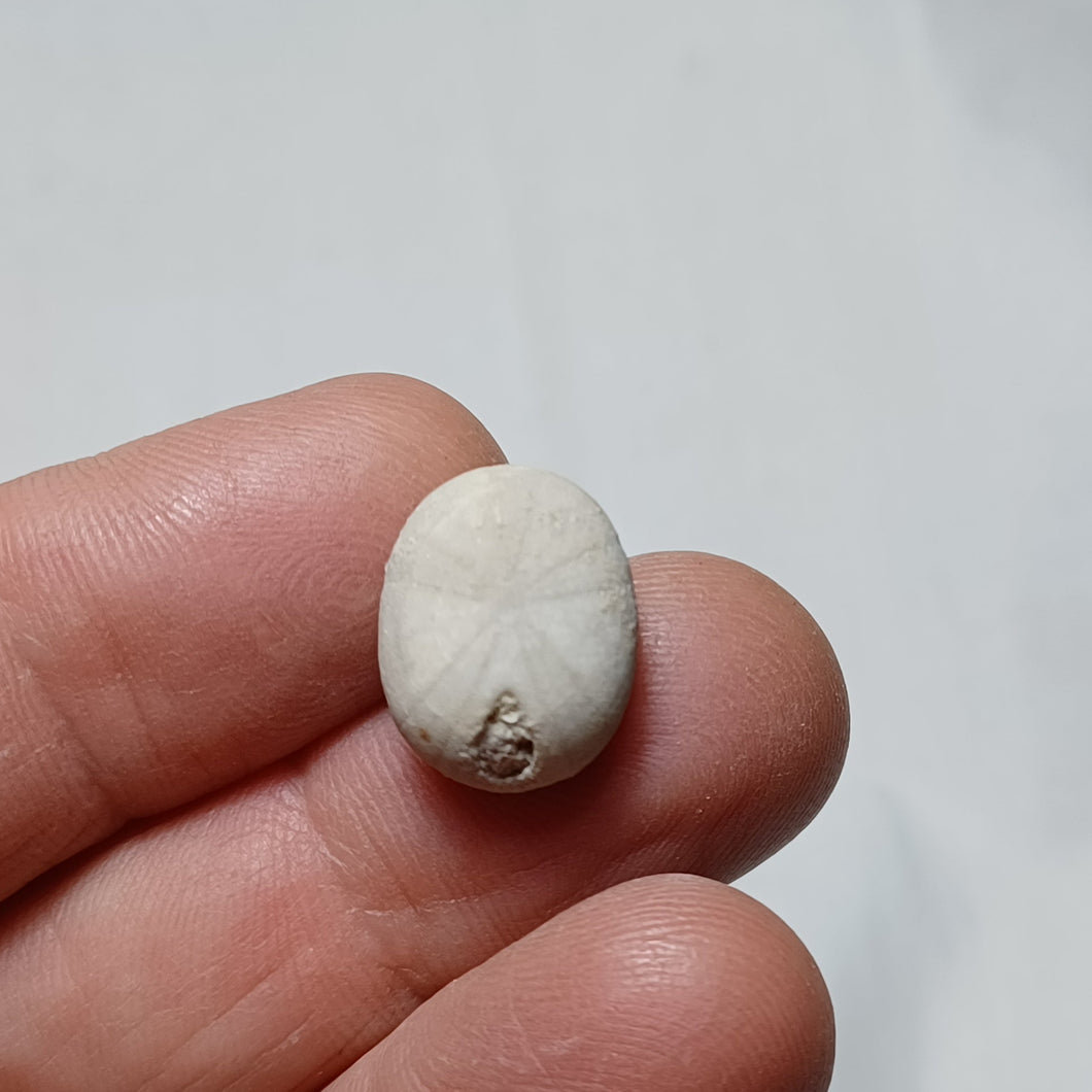 Novpyrina ovalis