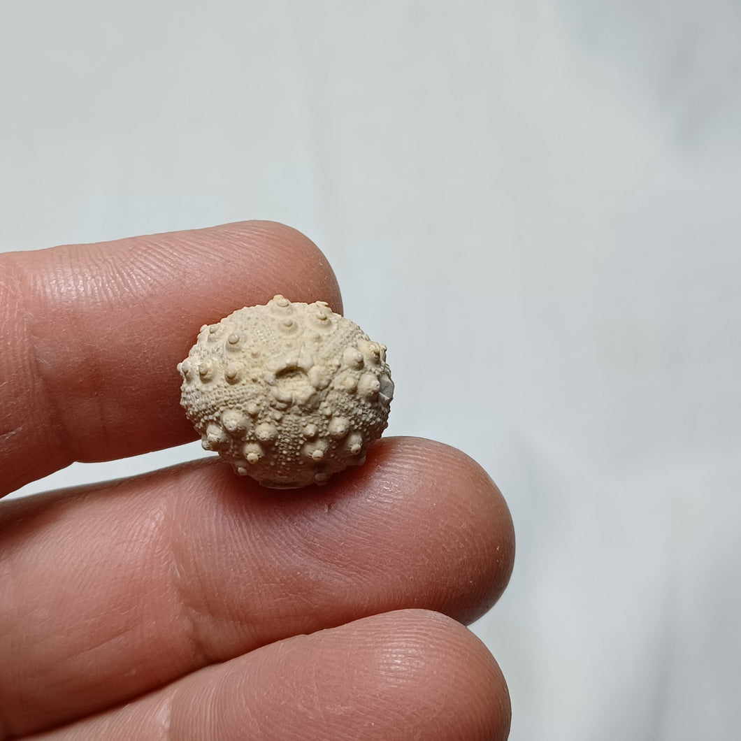 Hemicidaris mitra