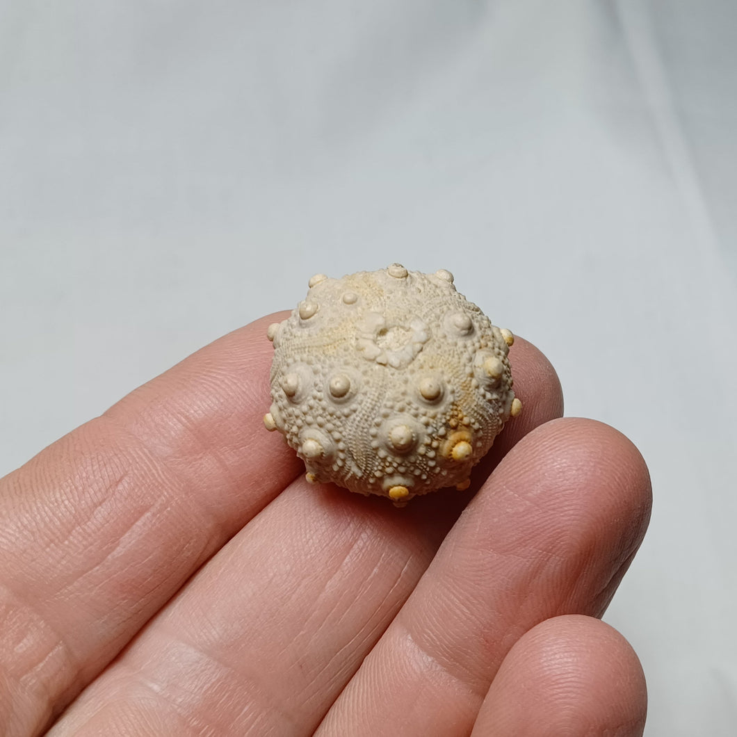 Pseudocidaris mammosa