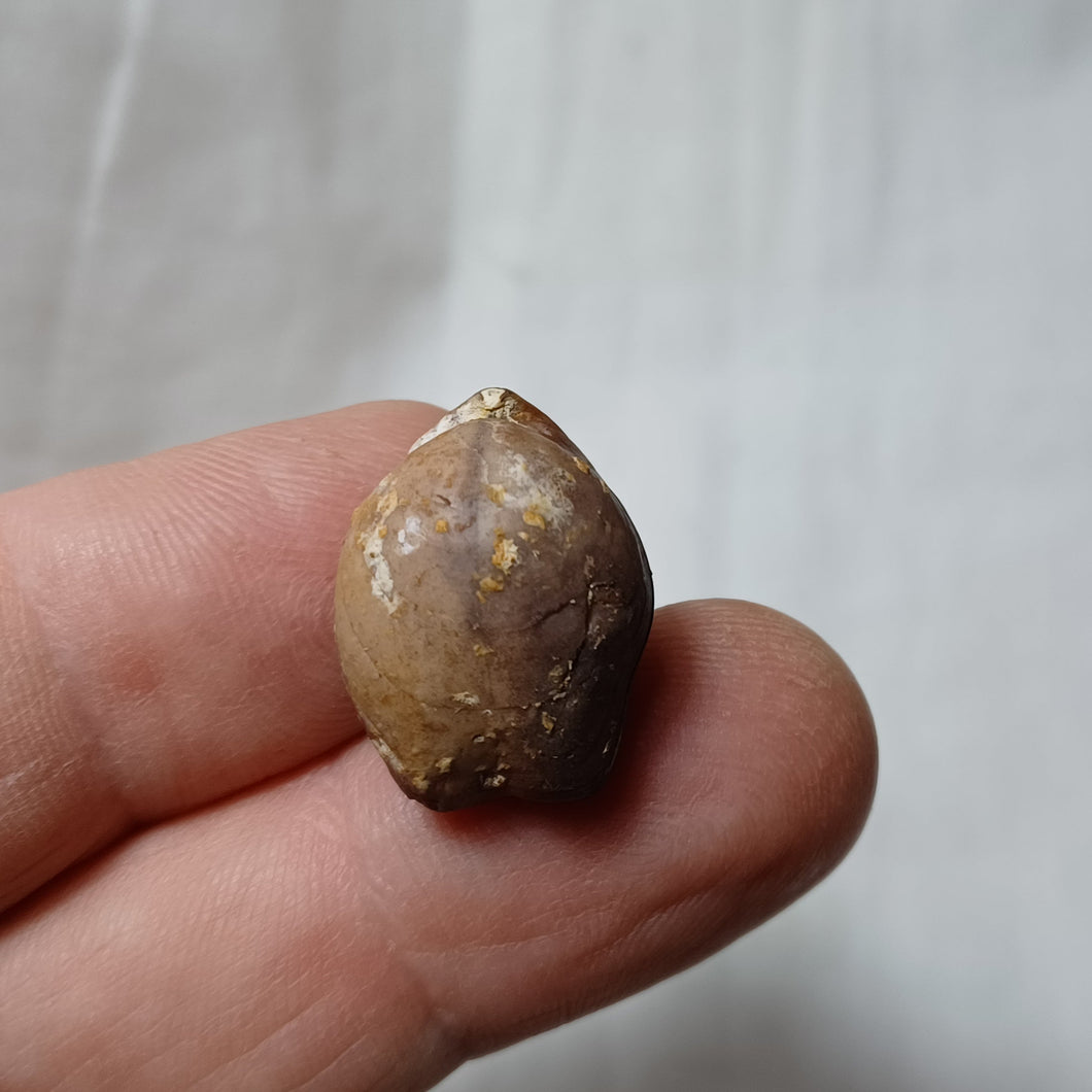 Digonella moeschi
